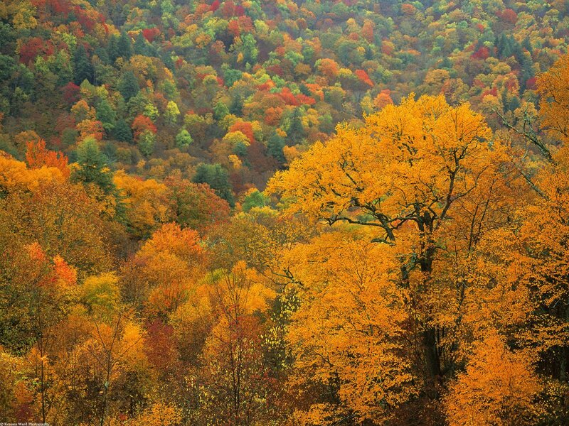 Autumn Forest Landscape — Orange, Serene, Photograph, Trees, Hills, Foliage