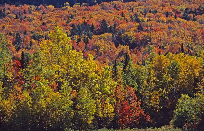 Autumn Forest Landscape — Orange, Serene, Photograph, Trees, Hills, Foliage, Yellow