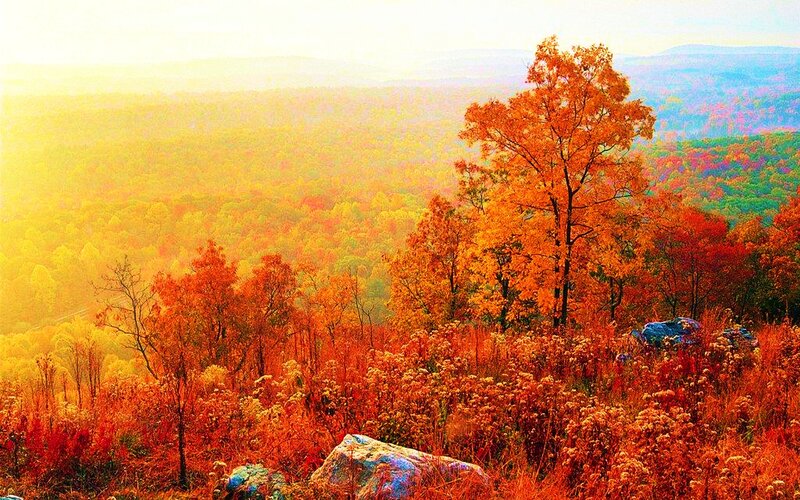 Autumn Forest Landscape — Orange, Serene, Photograph, Trees, Hills, Rocks