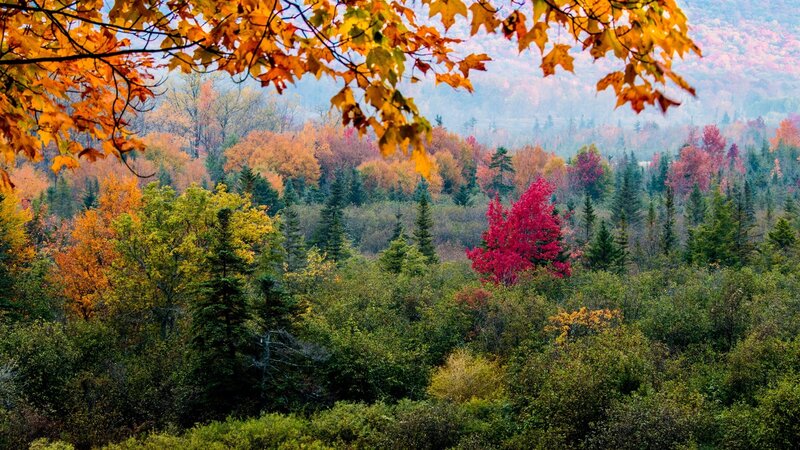 Autumn Forest Landscape — Orange, Serene, Photograph, Trees, Leaves, Hills