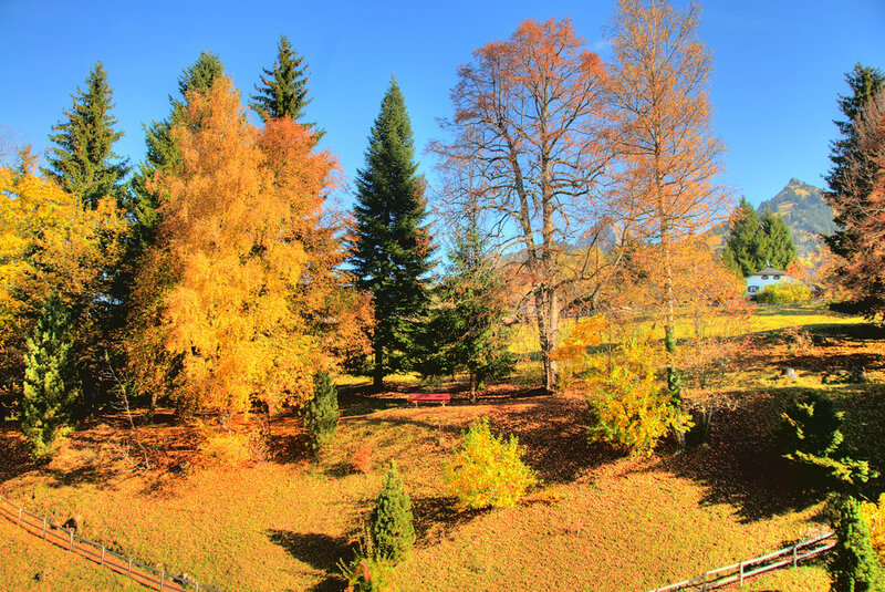 Autumn Forest Landscape — Orange, Serene, Photograph, Trees, Mountain