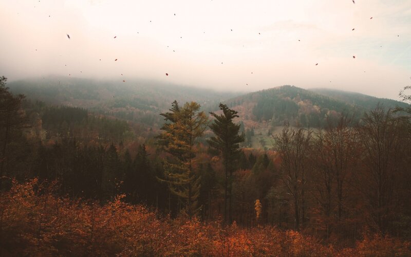 Autumn Forest Landscape — Orange, Serene, Photograph, Trees, Mountains, Fog
