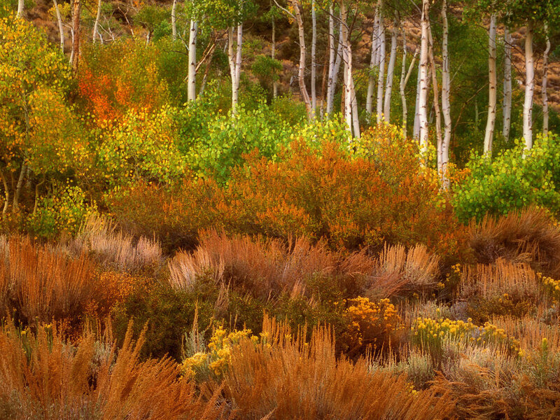 Autumn Forest Landscape — Orange, Serene, Photograph, Trees