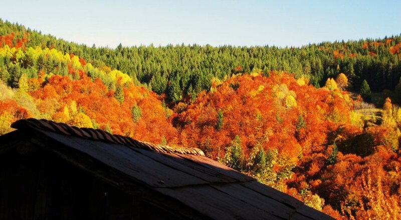 Autumn Forest Landscape — Orange, Serene