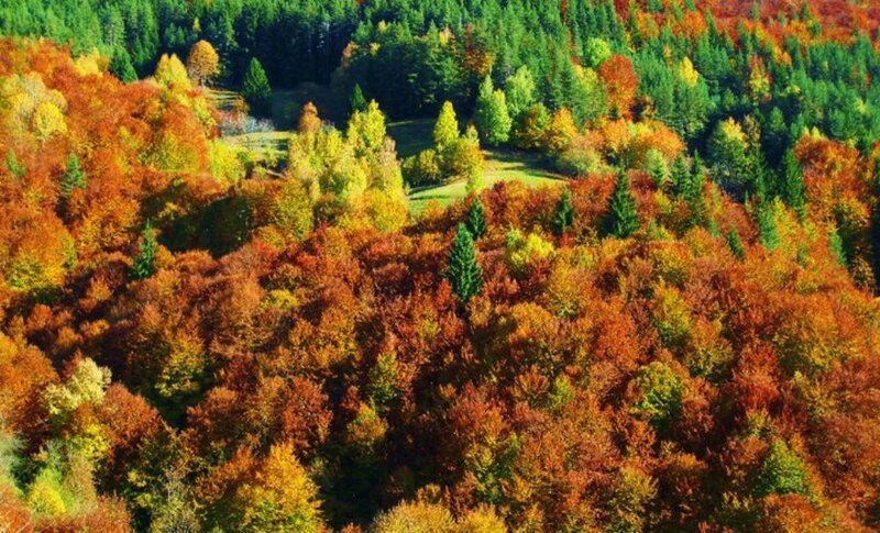 Autumn Forest Landscape — Orange
