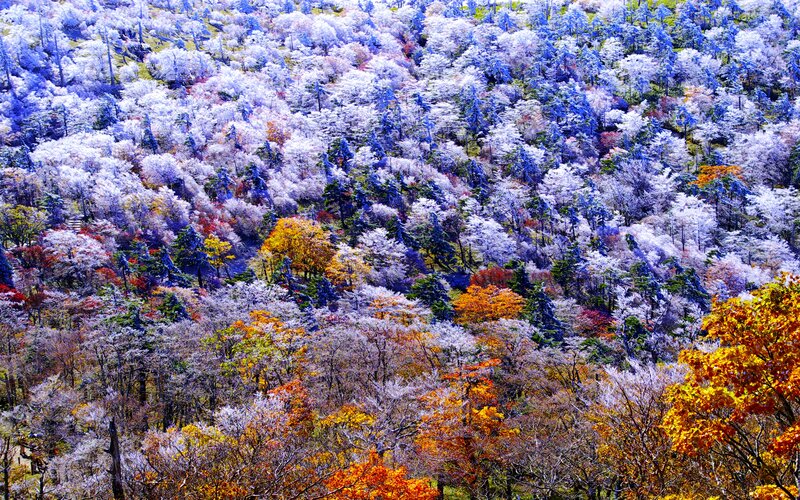 Autumn Forest Landscape — Orange, Vibrant