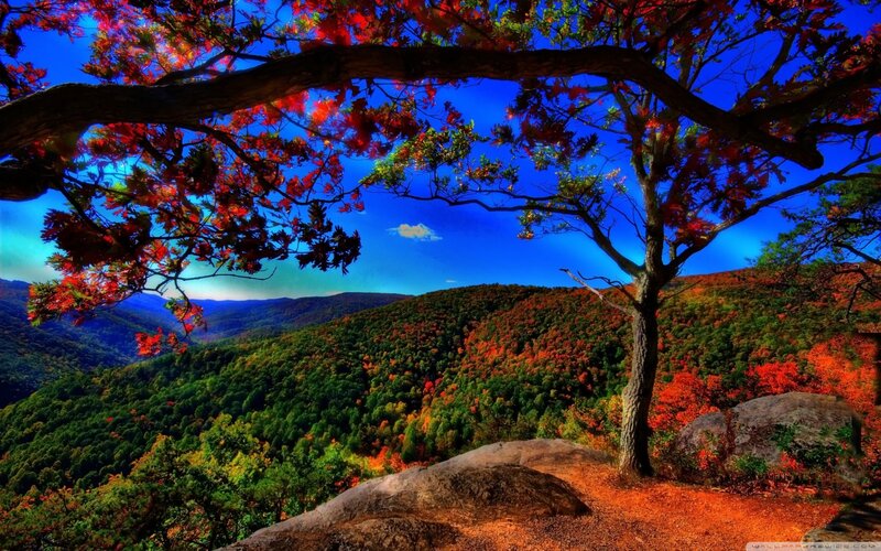 Autumn Forest Landscape — Red, Dramatic, Photograph, Tree