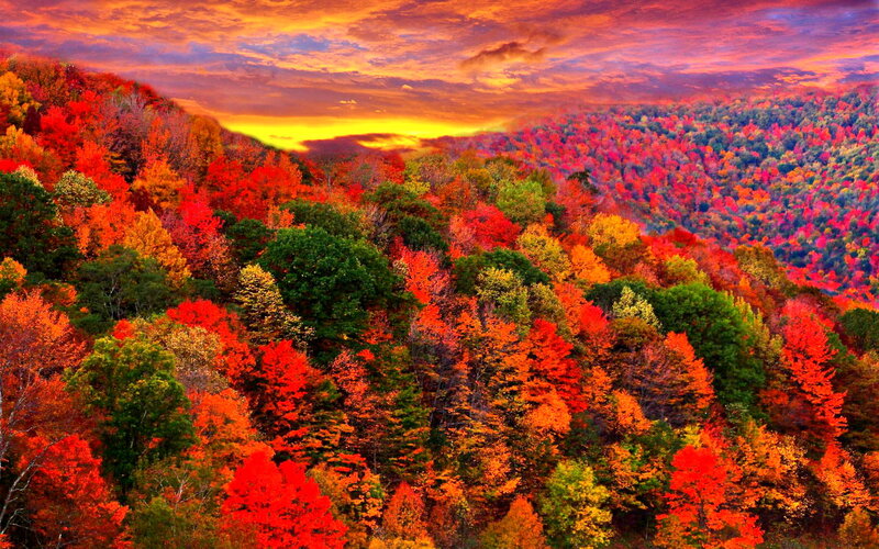 Autumn Forest Landscape — Red, Dramatic, Sunset, Photograph