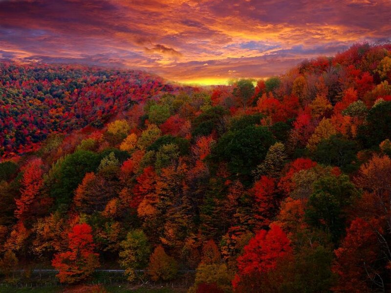 Autumn Forest Landscape — Red, Dramatic