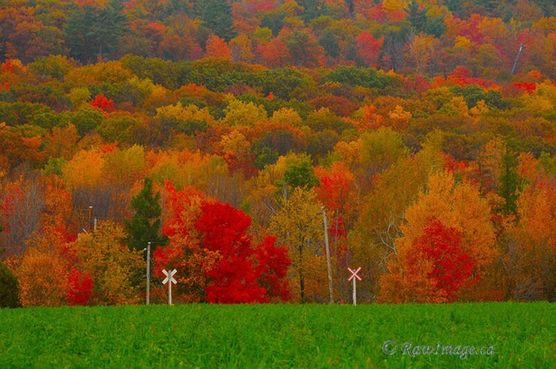 Autumn Forest Landscape — Red, Serene, Photograph, Railroad Crossing