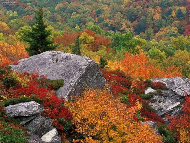 Autumn Forest Landscape — Red, Serene, Photograph, Rocks