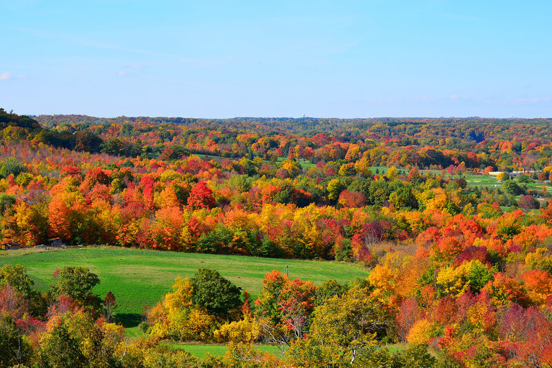 Autumn Forest Landscape — Red, Serene, Photograph, Trees, Field