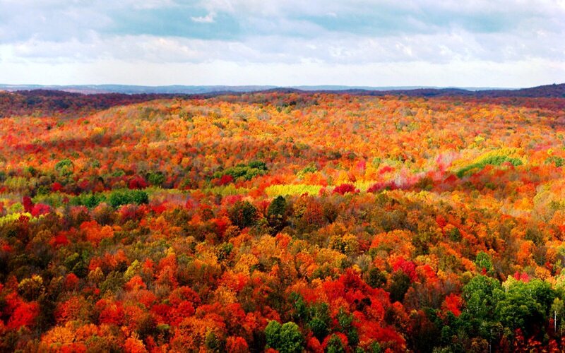 Autumn Forest Landscape — Red, Serene, Photograph, Trees