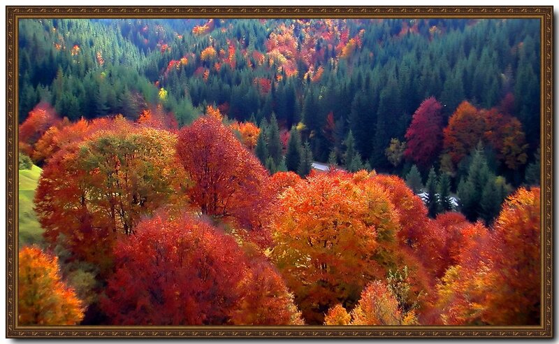 Autumn Forest Landscape — Red, Serene