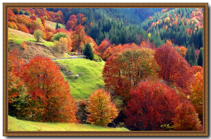 Autumn Forest Landscape — Red