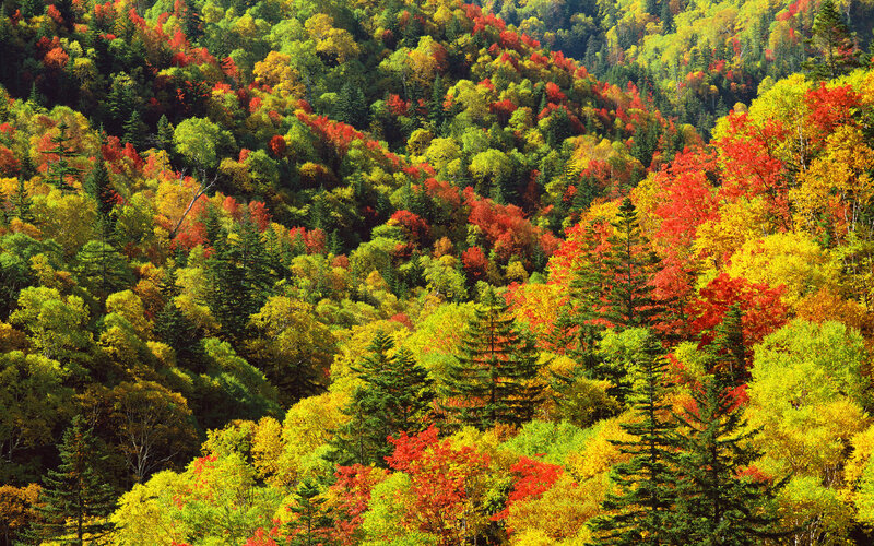 Autumn Forest Landscape — Red, Vibrant, Photograph, Trees, Hills