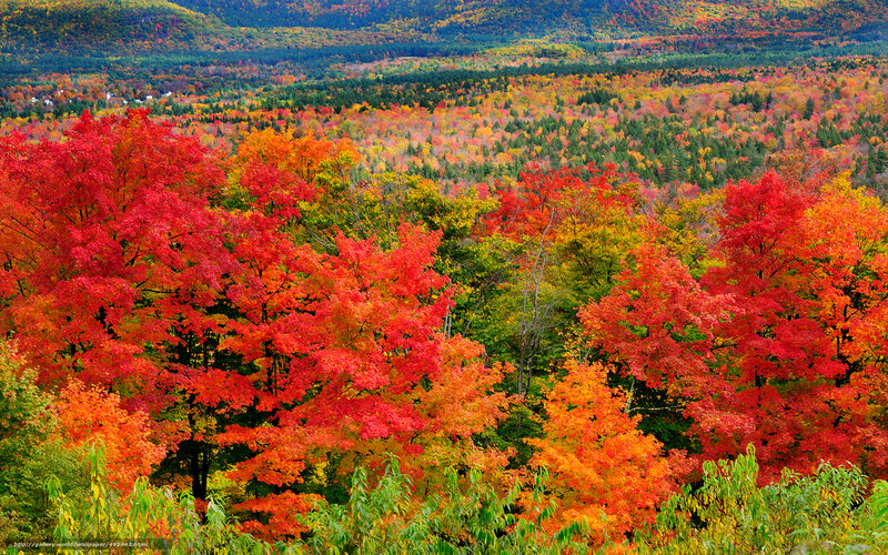 Autumn Forest Landscape — Red, Vibrant, Photograph, Trees