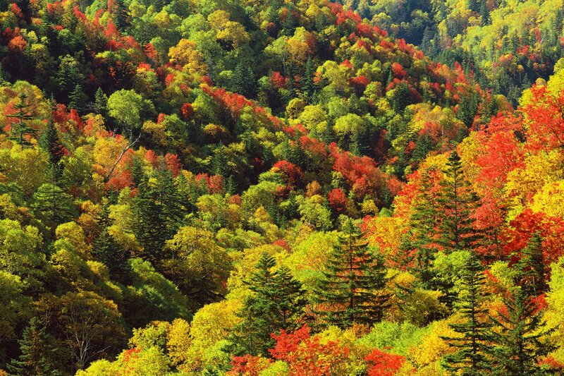 Autumn Forest Landscape — Red, Vibrant