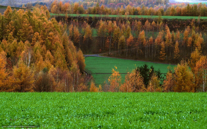 Autumn forest landscape