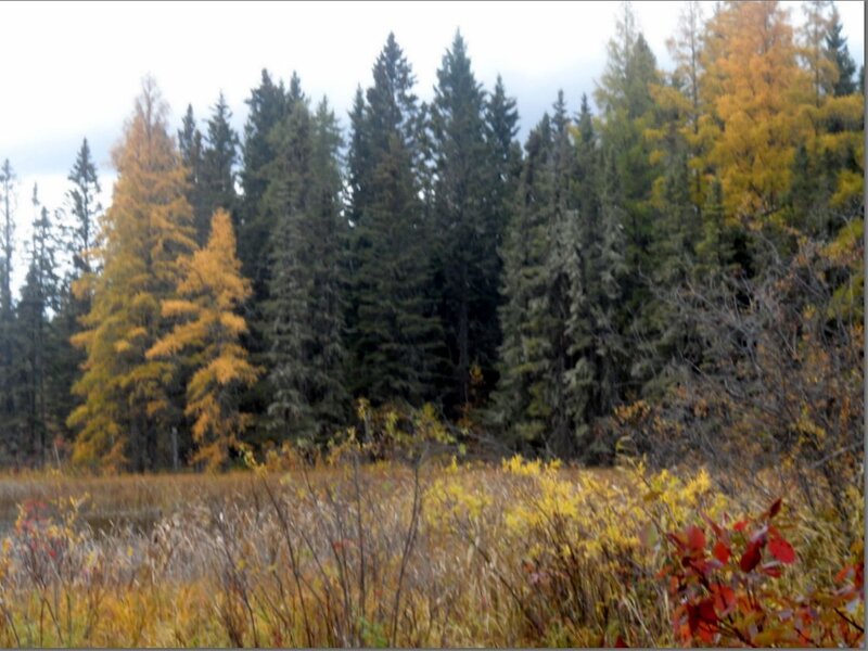 Autumn Forest Landscape — Yellow, Calm, Photograph