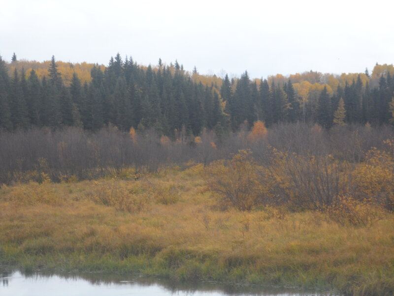 Autumn Forest Landscape — Yellow, Calm