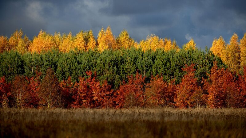 Autumn Forest Landscape — Yellow, Dramatic, Photograph