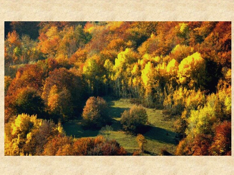 Autumn Forest Landscape — Yellow, Serene, Photograph