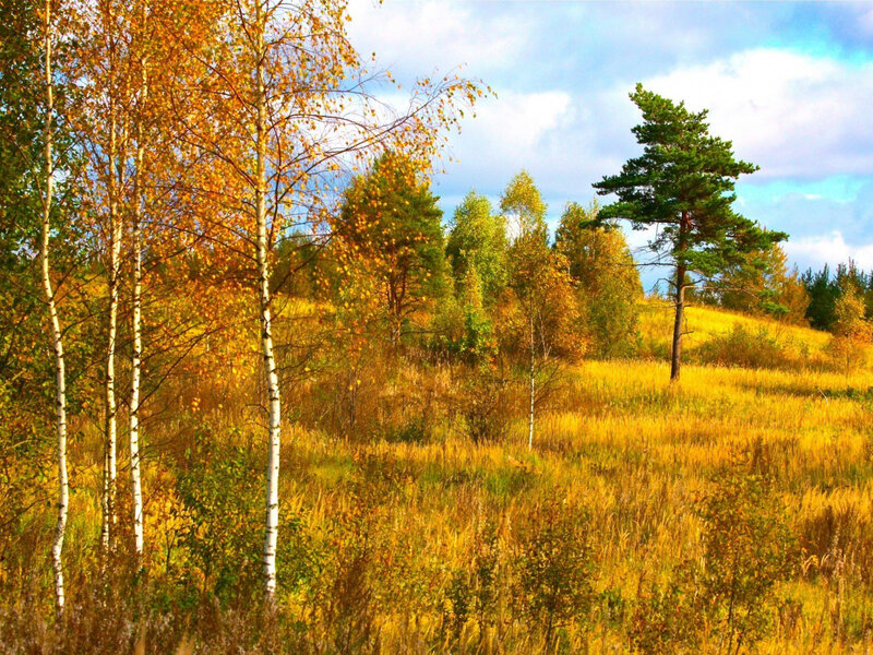 Autumn Forest Landscape — Yellow, Serene, Photograph, Trees, Grass