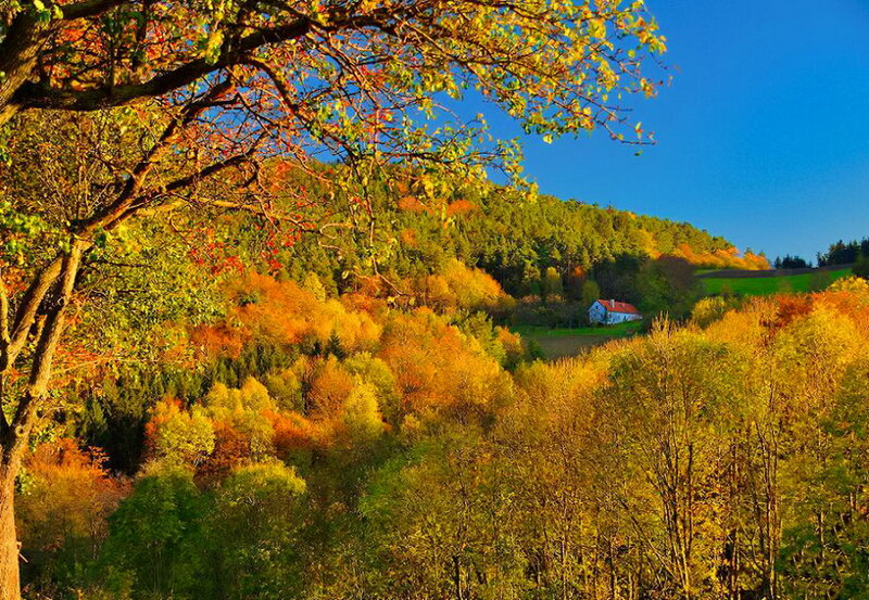 Autumn Forest Landscape — Yellow, Serene, Photograph, Trees