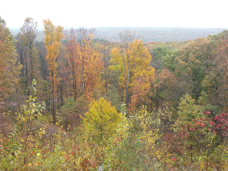 Autumn Forest Landscape — Yellow, Serene