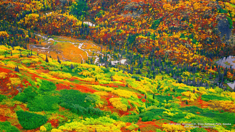 Autumn Forest Landscape — Yellow, Vibrant