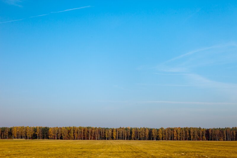 Autumn Forest Line