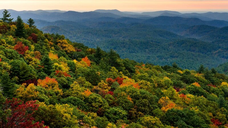Autumn Forest Mountains — Green, Serene