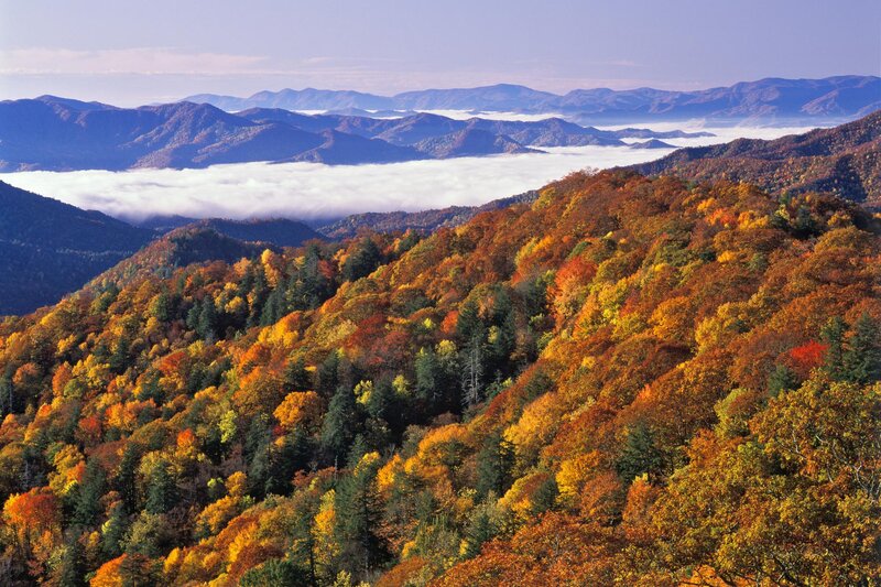 Autumn Forest Mountains — Orange, Serene, Photograph