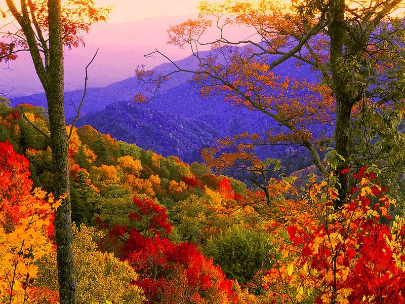 Autumn Forest Mountains — Red