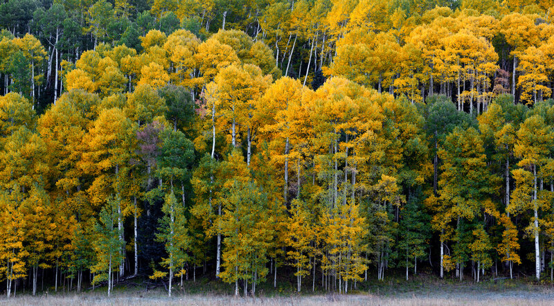 Autumn Forest of Aspen Trees