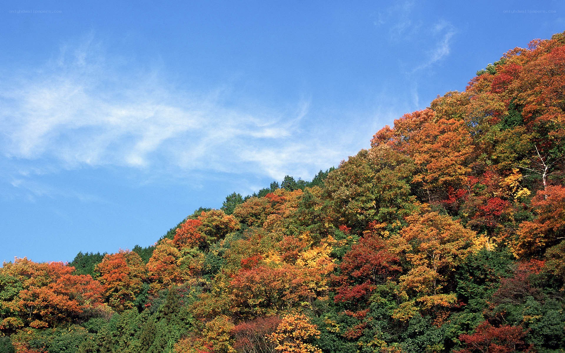 Autumn forest on a clear day