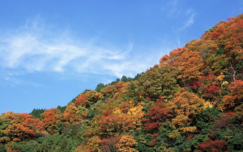 Autumn forest on a clear day