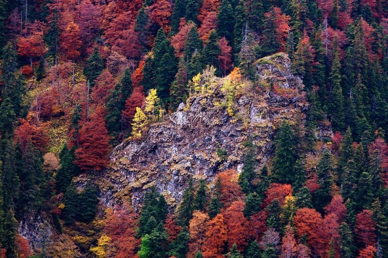 Autumn Forest on a Cliff — Red