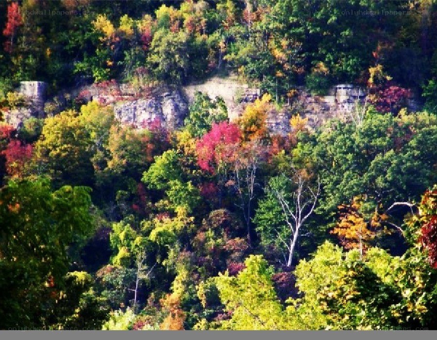 autumn forest on a cliff