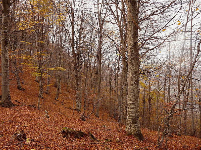 Autumn Forest on a Hill — Brown