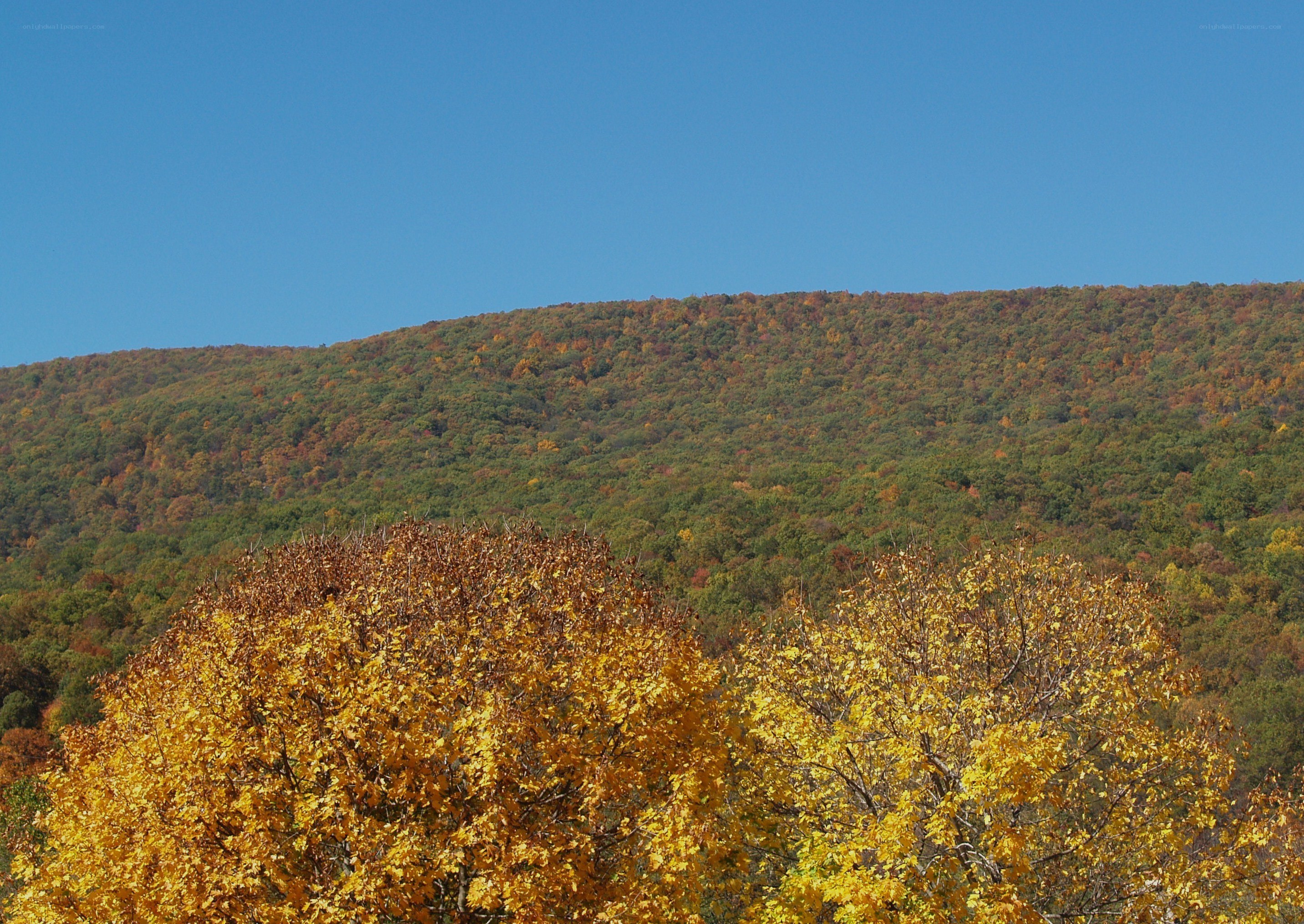 Autumn forest on a hill