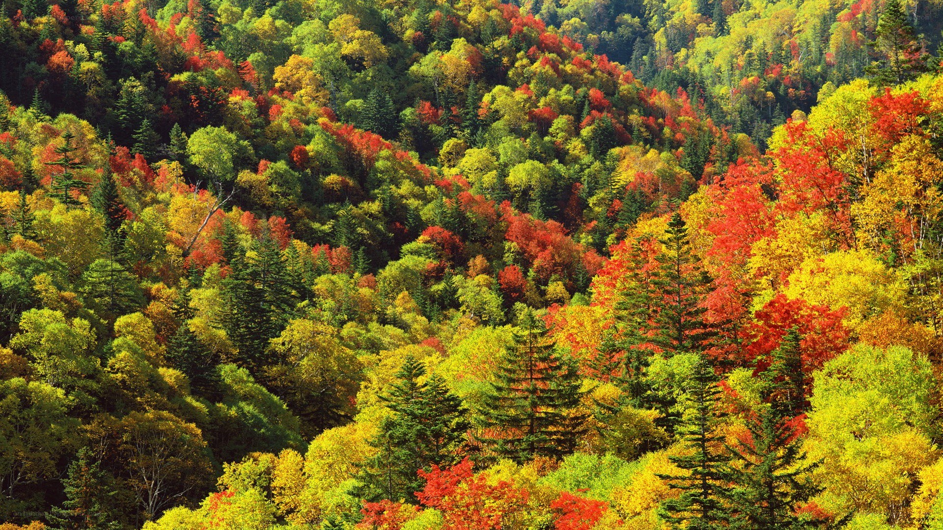Autumn forest on a hillside