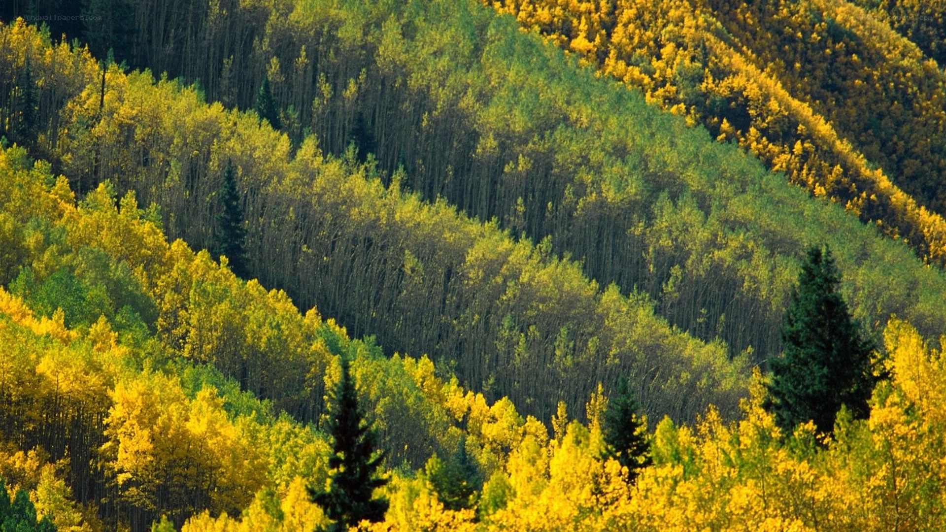 Autumn forest on a hillside