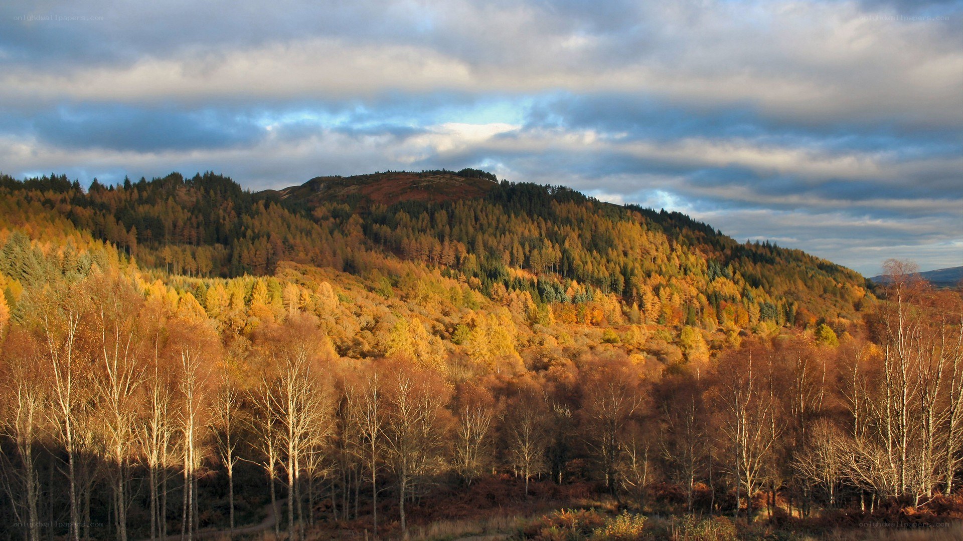 Autumn forest on a hillside