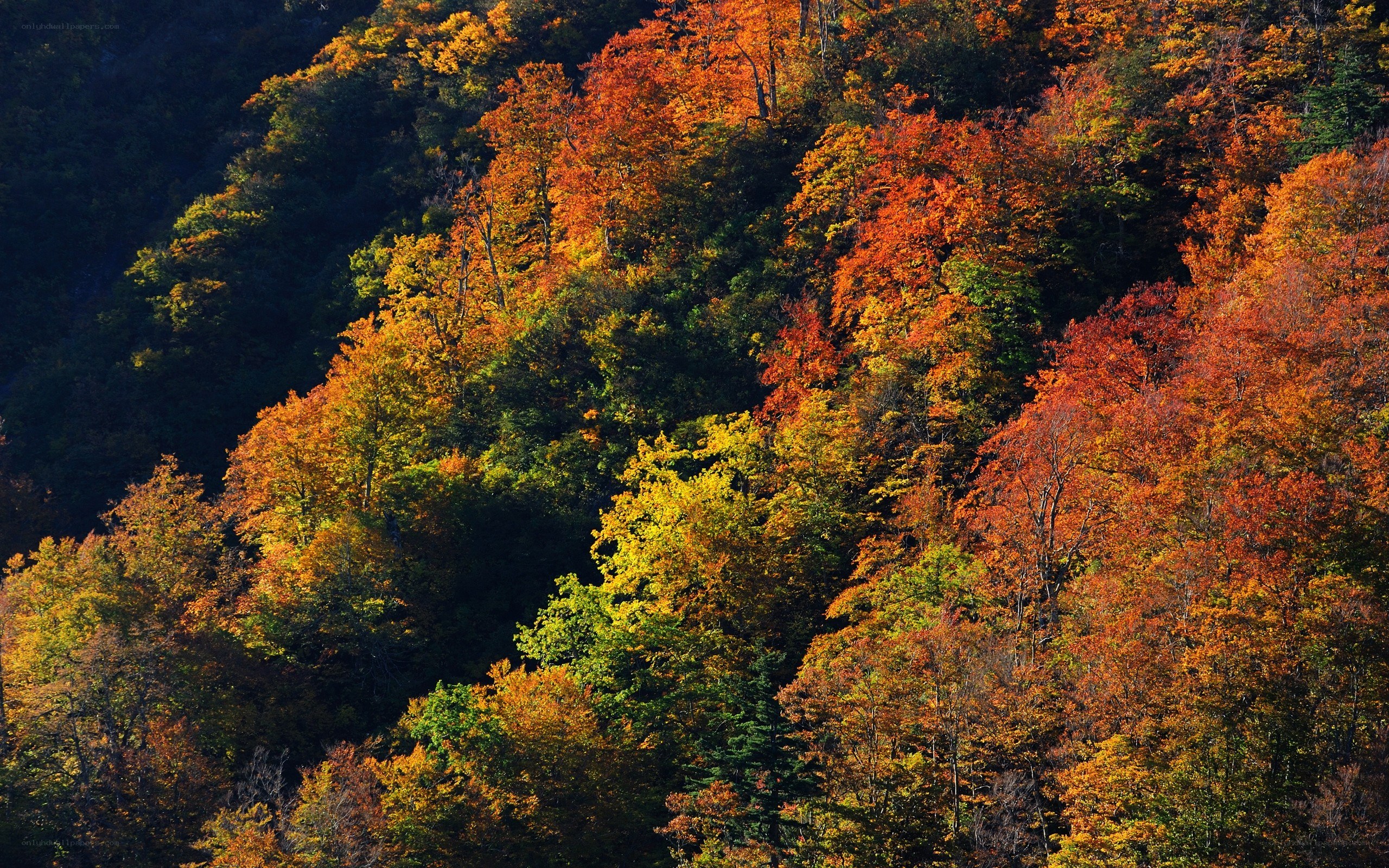 Autumn forest on a hillside