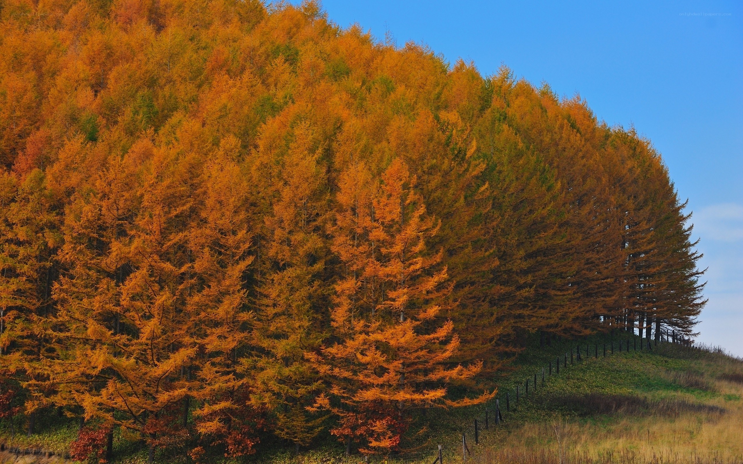 Autumn forest on a hillside