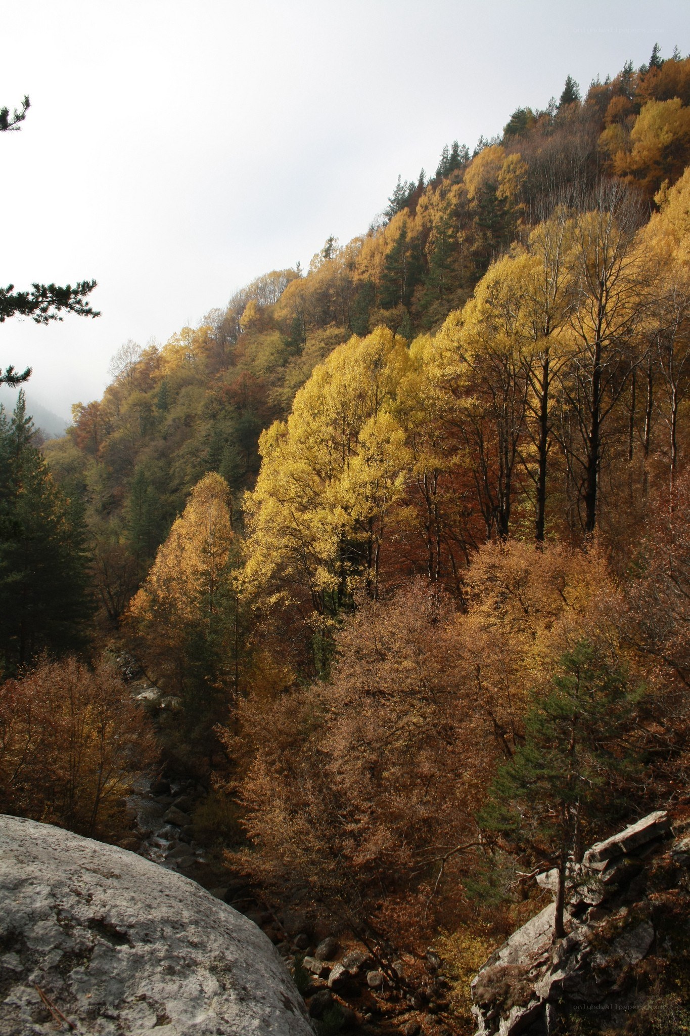 Autumn forest on a hillside