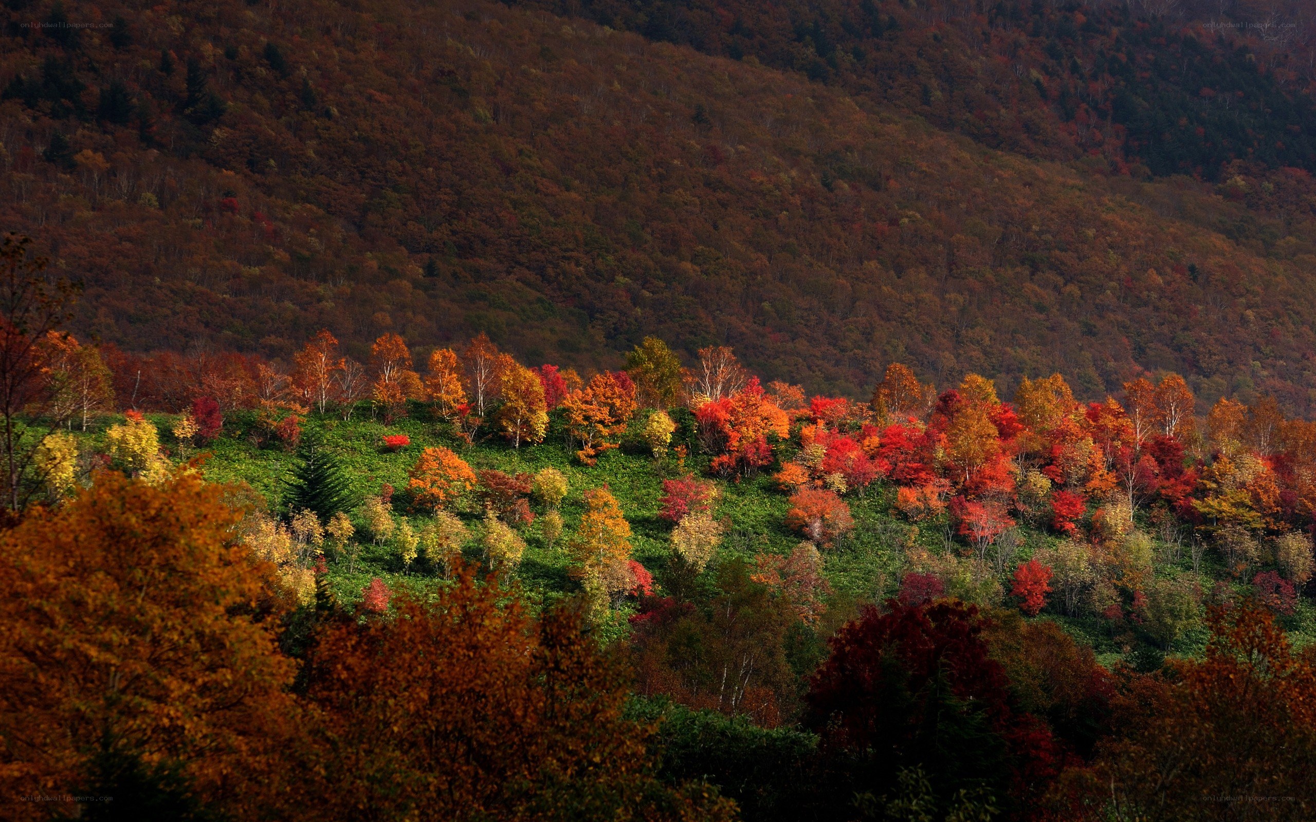 Autumn forest on a hillside