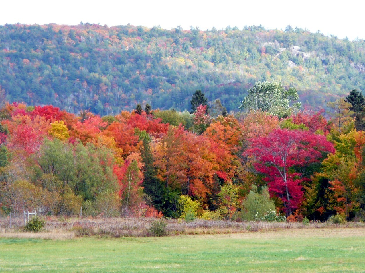 Autumn forest on a hillside